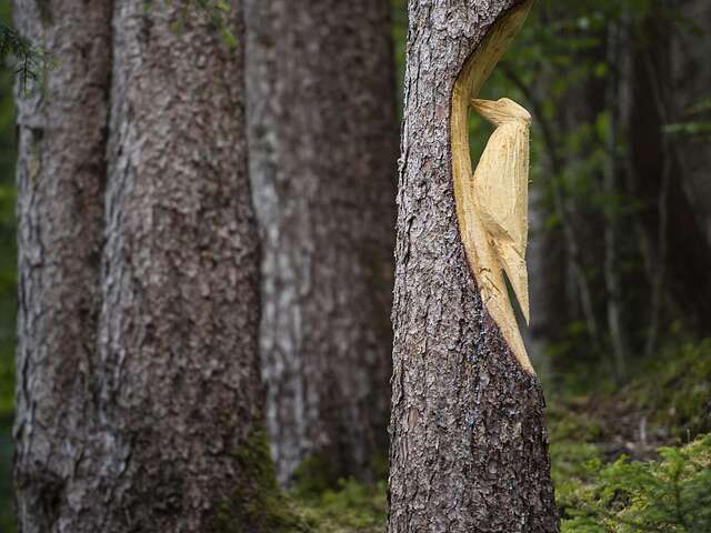 Workshop : The sense of trees