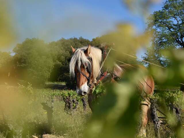 Mas des Cabrettes - Domaine Viticole