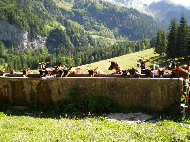 Visit to the Alpage of Sommier d'Aval