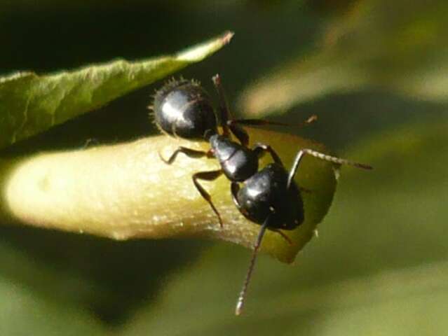 L'histoire du cerf et de la fourmi
