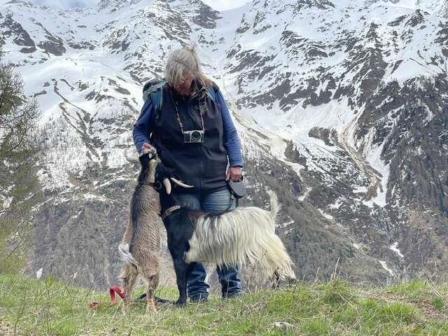 Randonnée avec les chèvres