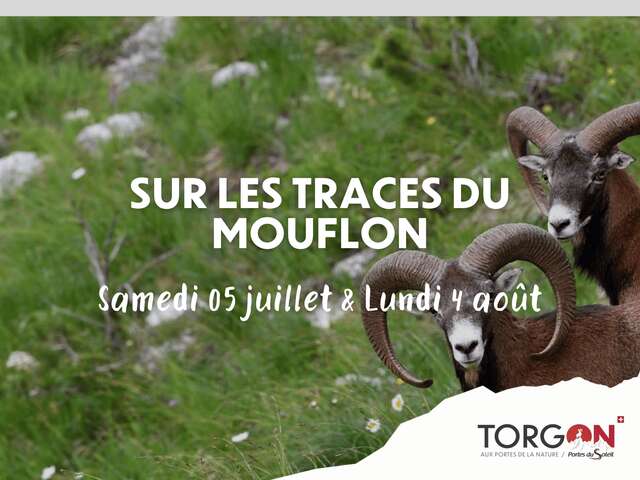 Sur les traces du Mouflon