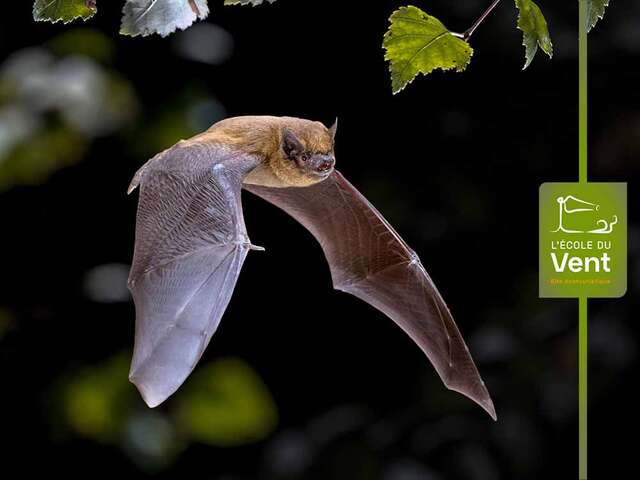 Chauve-souris, reines de la nuit - Semaine Gourmande