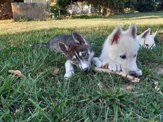 Au cœur d'une meute de chiens de traineaux