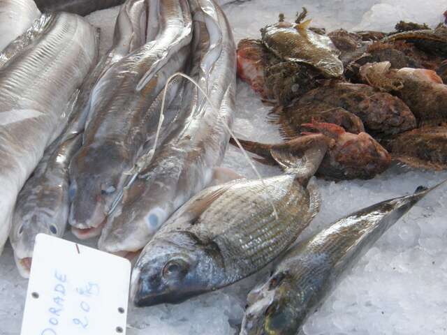 Marché aux poissons de Carro