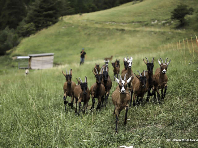 Le monde des chèvres, visite ludique et participative