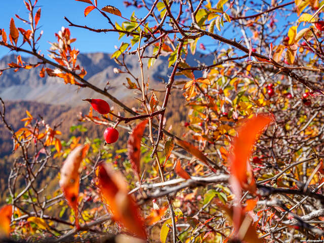 Le Plantivore - Eygliers