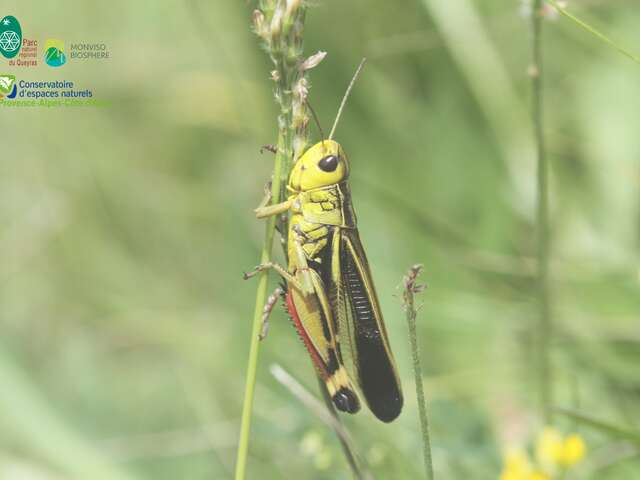 Soirée papillons et orthoptères