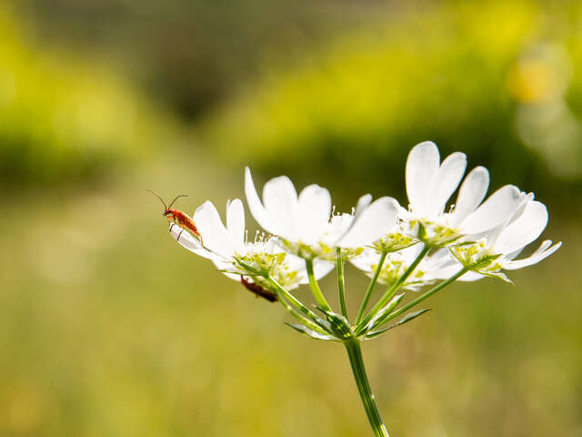 Domaine de la Lôyane