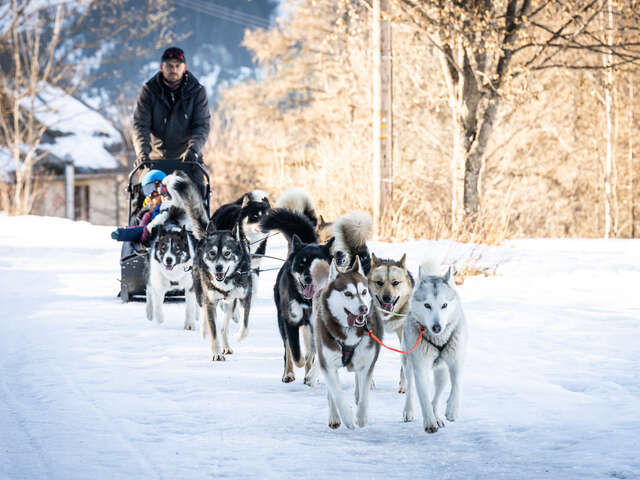 Nunatak Chiens de Traîneau / Chiens Nordiques