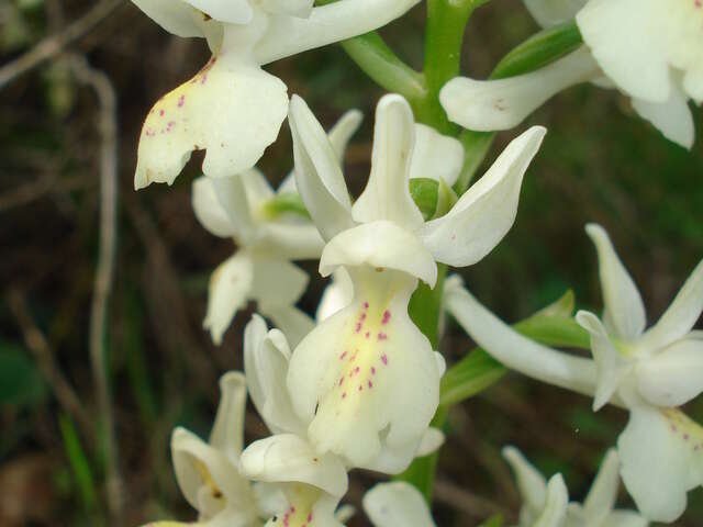 Point Rencontre : Découverte des orchidées du Parc national de Port-Cros