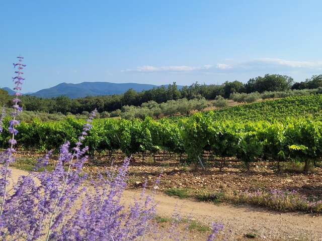 Balades et découverte géologique du vin et son terroir au Domaine Château des Selves