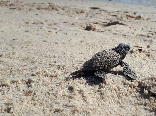 Point Rencontre : Les Tortues marines (Porquerolles)