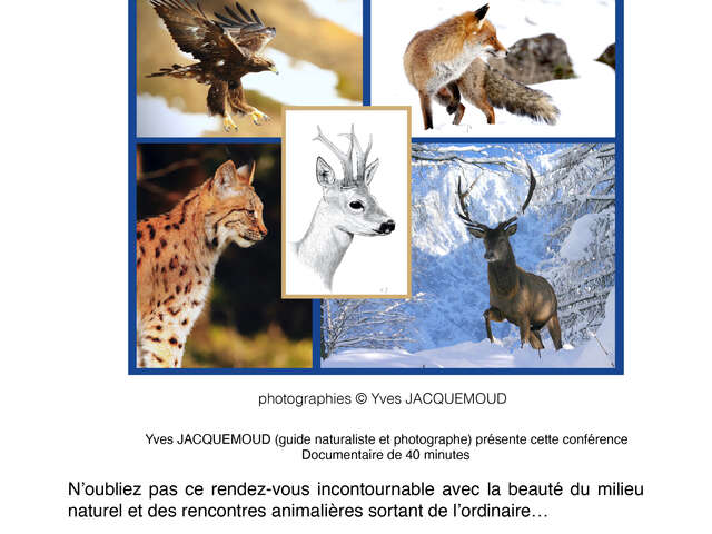 "Rencontres privilégiées avec la faune sauvage alpine" avec Yves Jacquemoud
