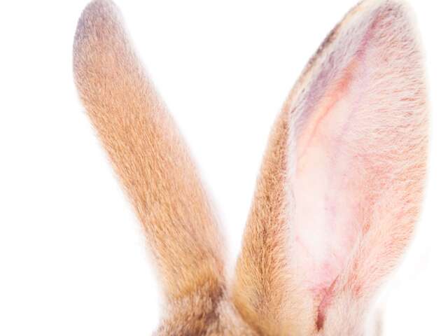 La chasse aux lapins crétins