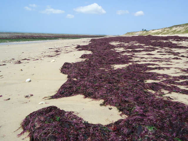 Sortie nature - Les Mystères de la laisse de mer