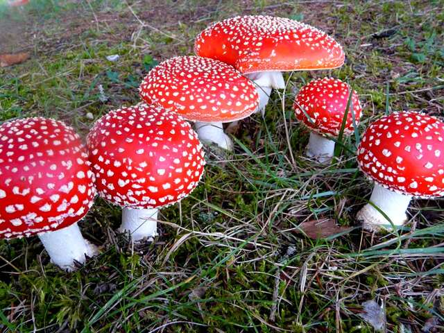 Détermination de plantes et champignons