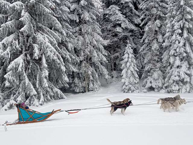 Baptême en traîneau à chiens avec Symbiose chien polaire