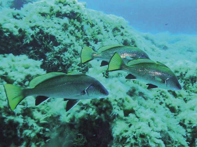Découverte des fonds marins