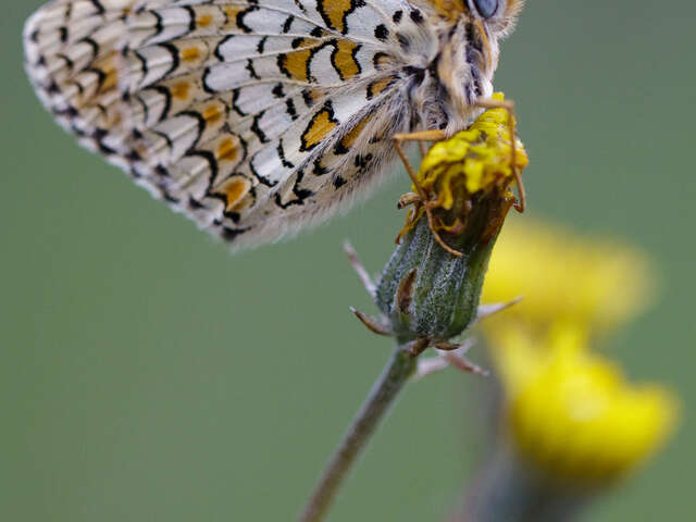Encountering butterflies