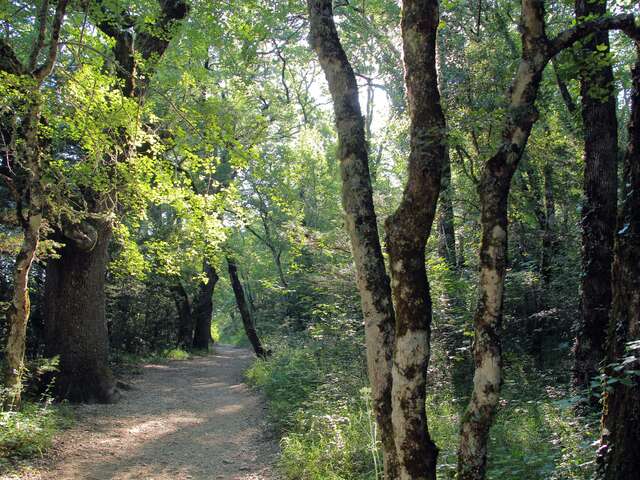 La Forêt du Défens