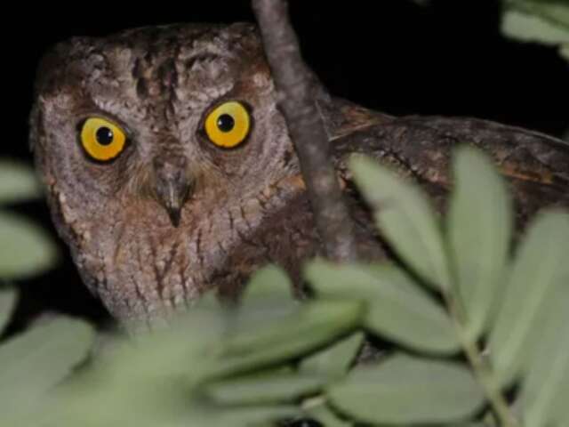 Meet the little owls - Les rendez-vous biodivertissants de la Métropole