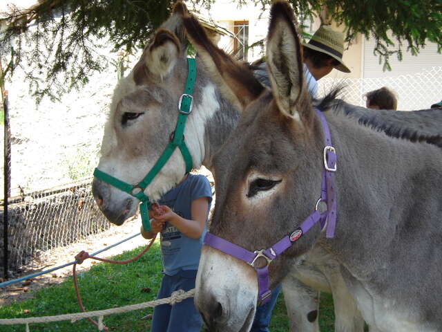 Au pays d'Heidi, autour de la ferme et des ânes en contes et légendes