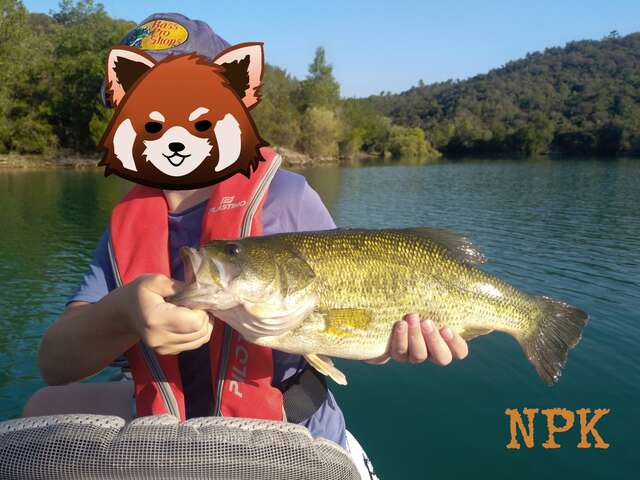 Fishing: guiding carnivorous fish from a boat