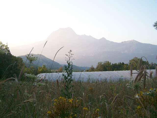 Spiruline de l'essen'ciel