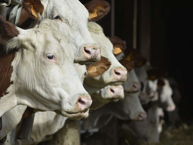Ferme des 4 Vents