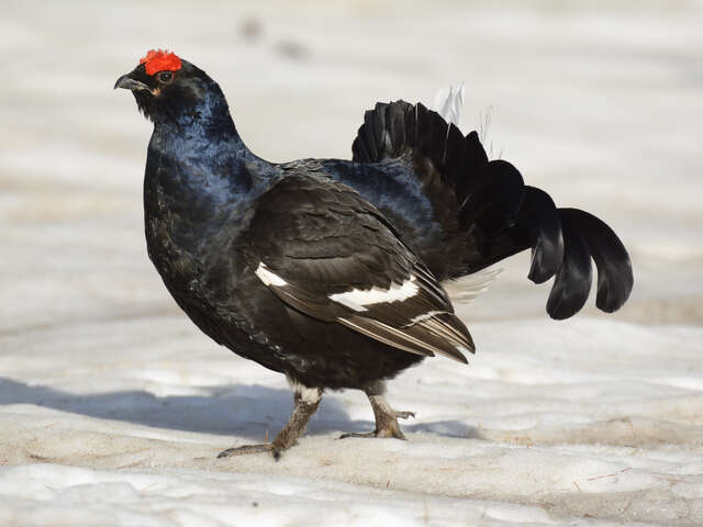 Clés pour cohabiter avec la faune sauvage en hiver