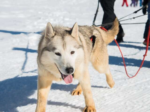 Hiver 2024/2025 - Bougez dans le Pilat - Cani-randonnée (à partir de 8 ans) - Saint-Régis-du-Coin