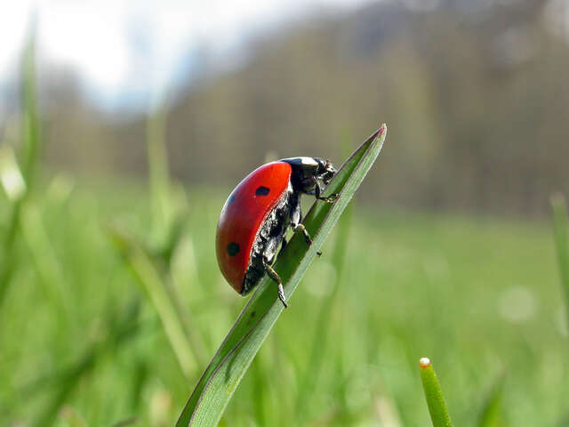 Découverte des insectes du jardin : observation, jeux et atelier manuel