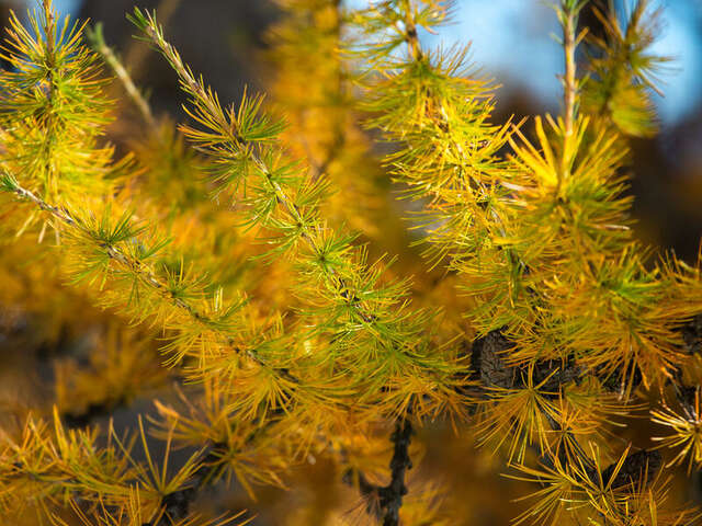 La forêt pour passion : à la découverte du métier des forestiers de l’Office National des Forêts