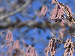 COMPLET - Histoires d'arbres (4-7 ans)  - Maison du Marais