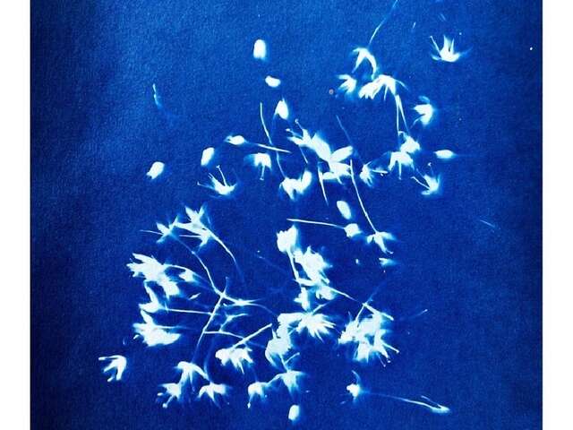 Atelier cyanotype
