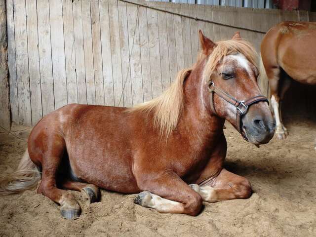 Cours particulier d'équitation pour personne handi