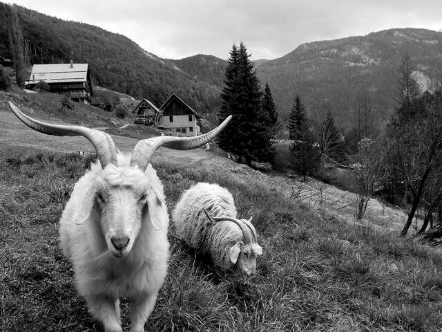Secrets de laine - du cachemire au mohair