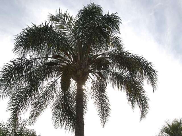 Conference: Is the Palm Tree Part of Europe's Cultural Heritage?