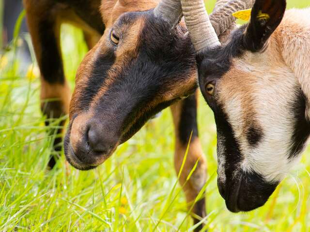 Guided tour of the Chèvrerie de la Gliamery