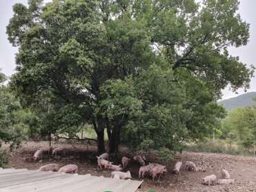 La Charcuterie du Château