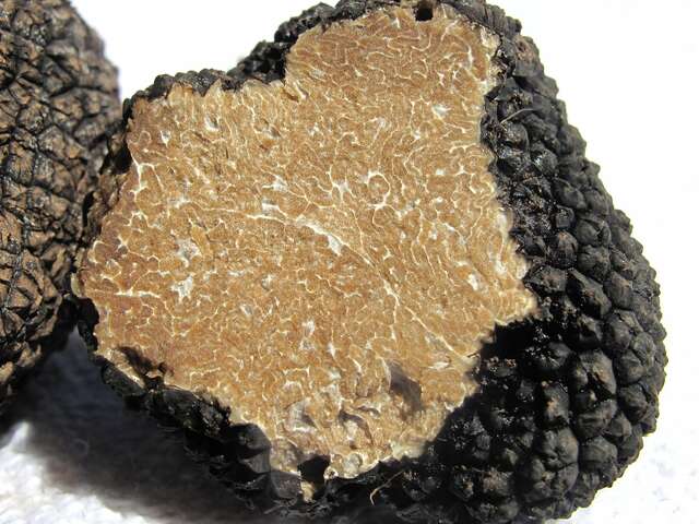 Marché aux truffes - Vongnes