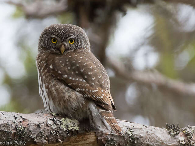 Balade nocturne - Chouette soirée dans les bois