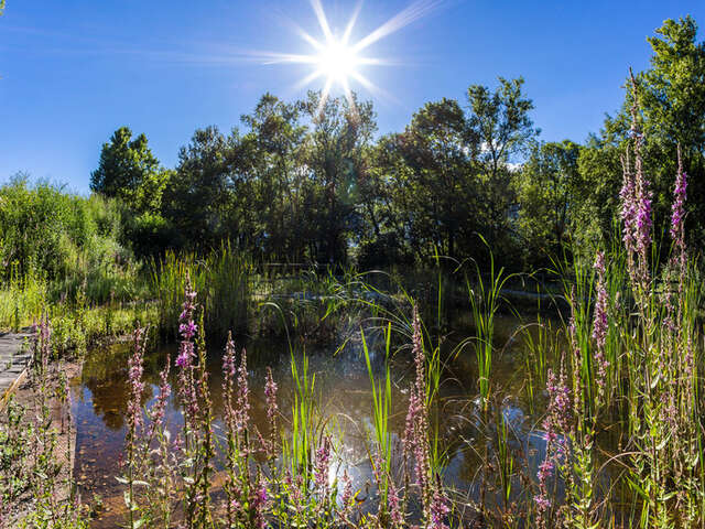 A la découverte de la forêt alluviale