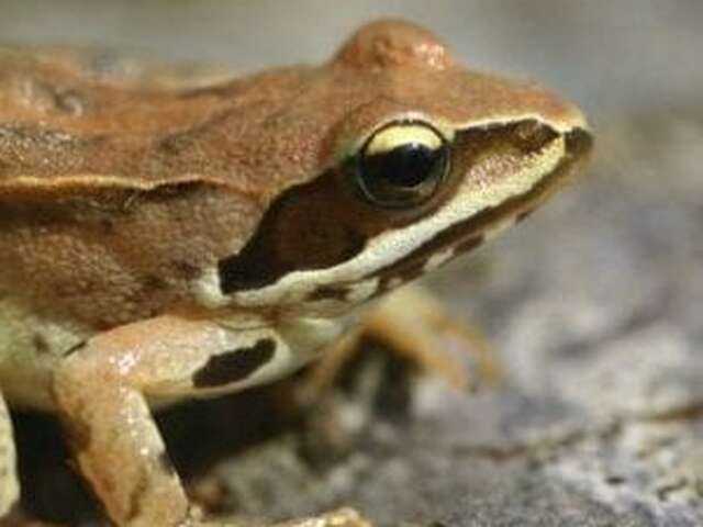 Crapauds, grenouilles et compagnie (4-7ans) - Maison du Marais de Lavours