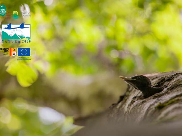 À la rencontre des oiseaux des forêts