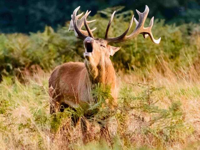 Sortie Brame du cerf