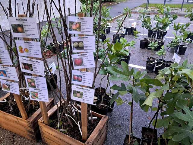 Les Pieds dans le Local®, spécial producteurs ! Visite d'exploitation : Pépinière Pep'Ain