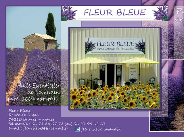 Fleur Bleue