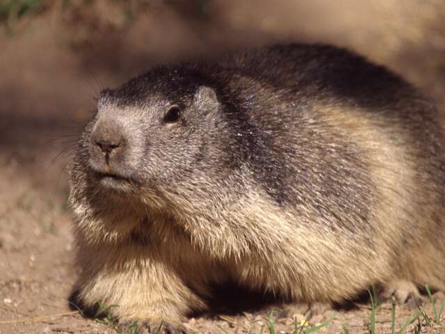 Randonnée 1/2 journée Rencontre avec les marmottes